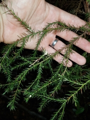 Callitris macleayana