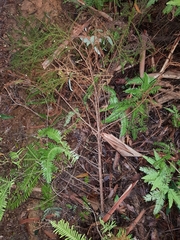 Callitris macleayana