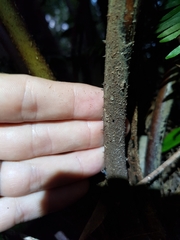 Alsophila leichhardtiana