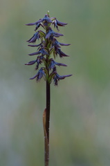 Genoplesium morrisii