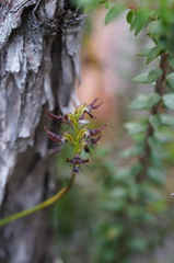 Genoplesium morrisii