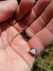 Isoxya cicatricosa