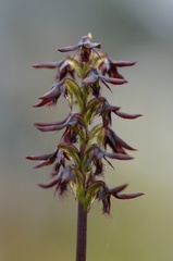 Genoplesium morrisii