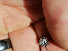 Isoxya cicatricosa