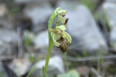 Ophrys exaltata arachnitiformis