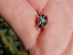 Isoxya cicatricosa