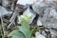 Ophrys exaltata arachnitiformis