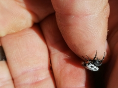 Isoxya cicatricosa