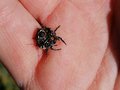 Isoxya cicatricosa