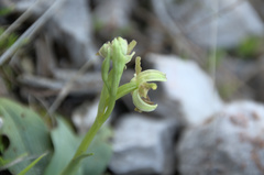 Ophrys exaltata arachnitiformis
