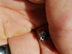 Isoxya cicatricosa