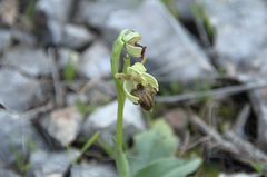 Ophrys exaltata arachnitiformis