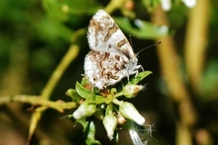 Aubergina vanessoides