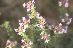 Thymus vulgaris