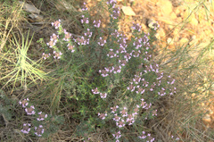 Thymus vulgaris