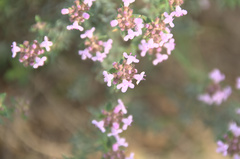 Thymus vulgaris
