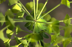 Euphorbia