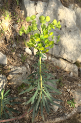 Euphorbia