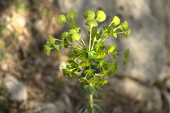 Euphorbia