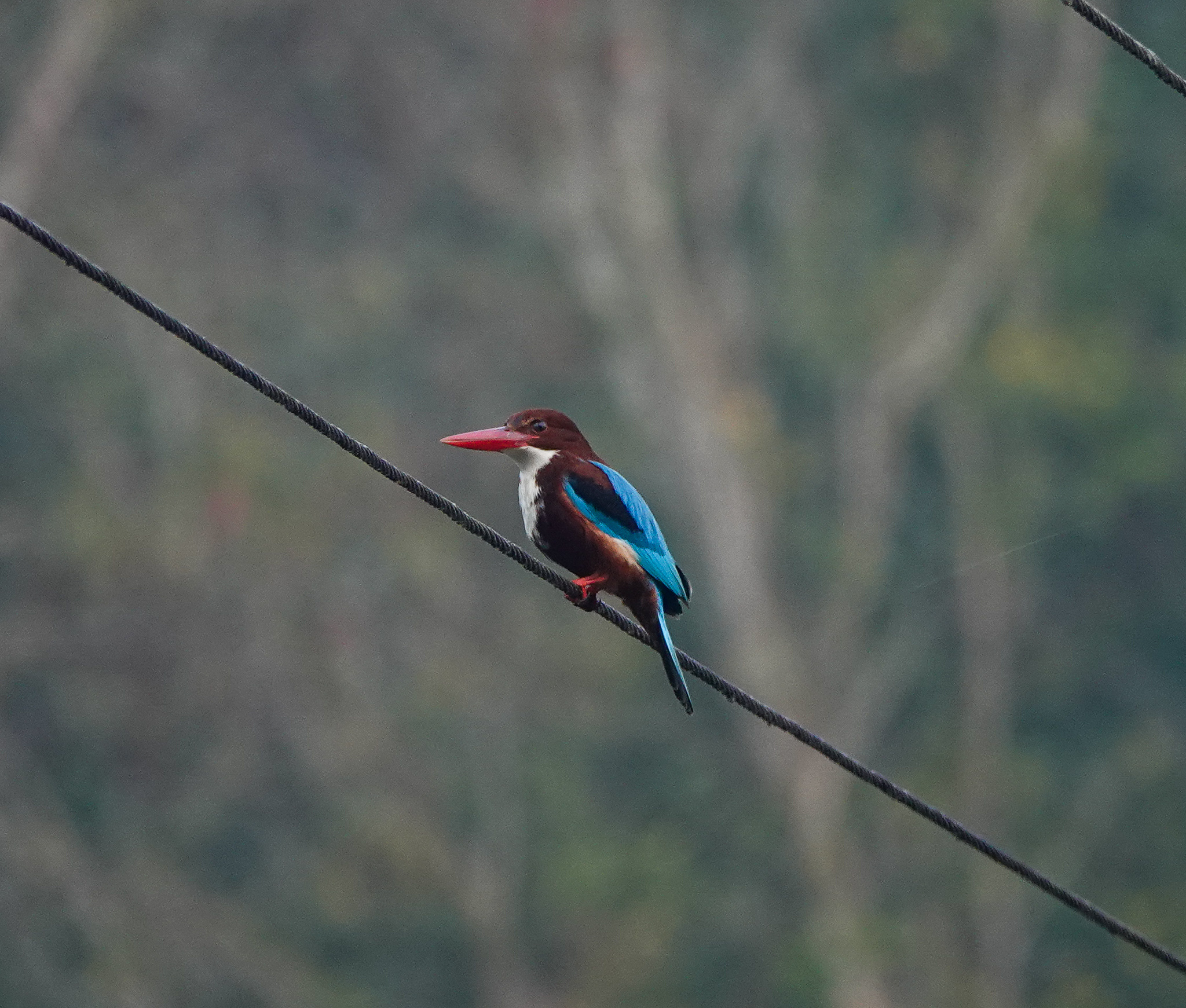 White-throated Kingfisher