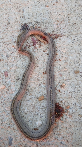 Cambodian Kukri Snake