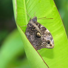 Opsiphanes quiteria