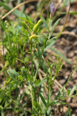 Astragalus arenarius