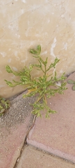Seidlitzia rosmarinus