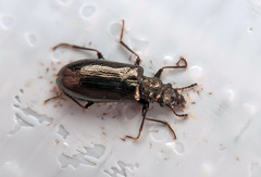 Rabocerus gabrieli