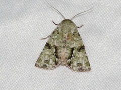 Acronicta psorallina