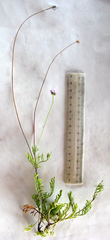 Scabiosa incisa