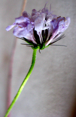 Scabiosa incisa
