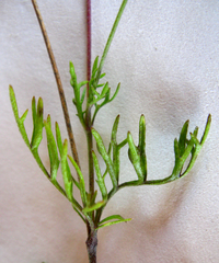 Scabiosa incisa