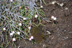 Cassiope lycopodioides