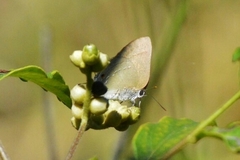 Allosmaitia strophius