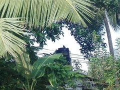 Semnopithecus priam thersites