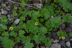 Micranthes porsildiana