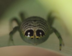 Bijoaraneus praesignis