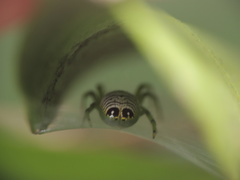 Bijoaraneus praesignis