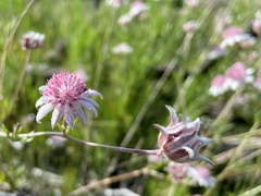 Actinotus forsythii