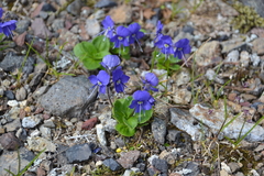 Veronica grandiflora