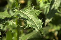 Carduus pycnocephalus