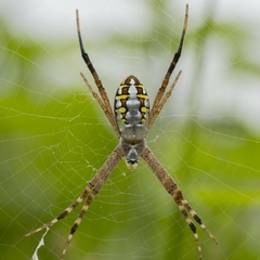 Argiope catenulata