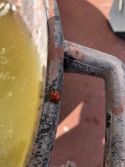Coccinella septempunctata