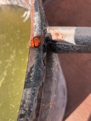 Coccinella septempunctata