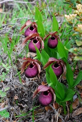 Cypripedium tibeticum