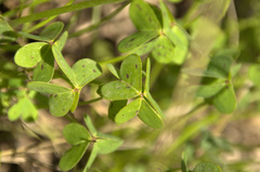 Oxalis pes-caprae