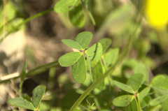 Oxalis pes-caprae