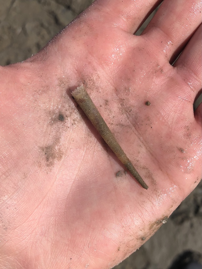 ice cream cone worm