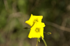 Oxalis pes-caprae